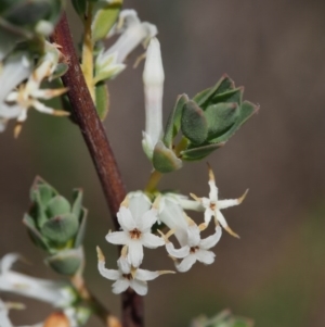 Brachyloma daphnoides at Paddys River, ACT - 28 Oct 2015