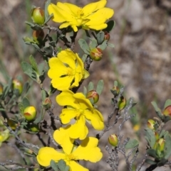 Hibbertia obtusifolia (Grey Guinea-flower) at Paddys River, ACT - 28 Oct 2015 by KenT