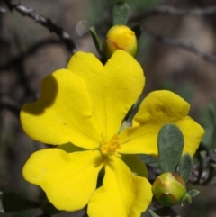 Hibbertia obtusifolia at Paddys River, ACT - 28 Oct 2015 11:53 AM