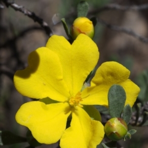 Hibbertia obtusifolia at Paddys River, ACT - 28 Oct 2015