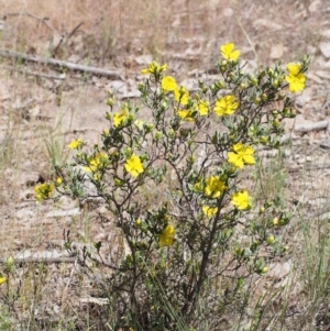 Hibbertia obtusifolia at Paddys River, ACT - 28 Oct 2015