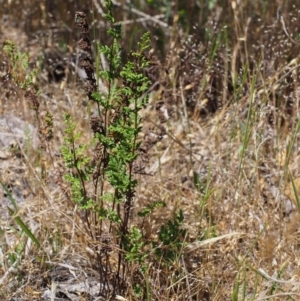 Cheilanthes sieberi at Paddys River, ACT - 28 Oct 2015