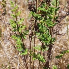 Cheilanthes sieberi at Paddys River, ACT - 28 Oct 2015