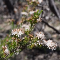 Calytrix tetragona (Common Fringe-myrtle) at Paddys River, ACT - 28 Oct 2015 by KenT