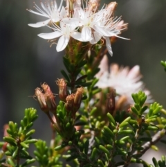 Calytrix tetragona at Paddys River, ACT - 28 Oct 2015 01:34 PM