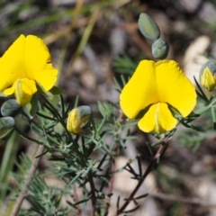 Gompholobium huegelii (Pale Wedge Pea) at Paddys River, ACT - 28 Oct 2015 by KenT