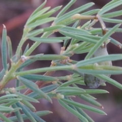 Gompholobium huegelii at Paddys River, ACT - 28 Oct 2015