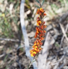 Dillwynia sericea (Egg And Bacon Peas) at Paddys River, ACT - 28 Oct 2015 by KenT