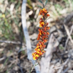 Dillwynia sericea at Paddys River, ACT - 28 Oct 2015