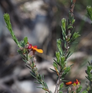 Dillwynia sericea at Paddys River, ACT - 28 Oct 2015 02:38 PM