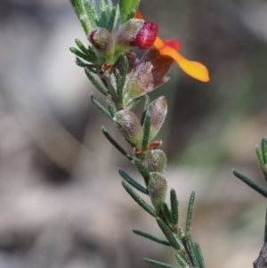 Dillwynia sericea at Paddys River, ACT - 28 Oct 2015