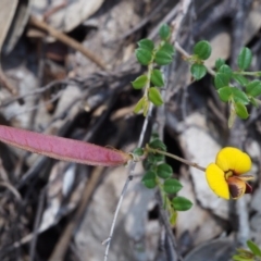 Bossiaea buxifolia (Matted Bossiaea) at Paddys River, ACT - 28 Oct 2015 by KenT