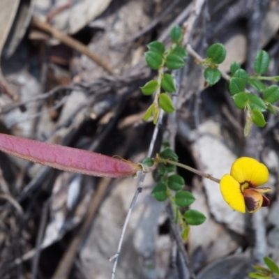 Bossiaea buxifolia (Matted Bossiaea) at Paddys River, ACT - 28 Oct 2015 by KenT