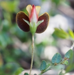 Bossiaea buxifolia at Paddys River, ACT - 28 Oct 2015 02:01 PM