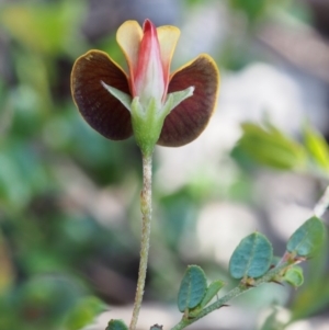 Bossiaea buxifolia at Paddys River, ACT - 28 Oct 2015