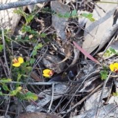 Bossiaea buxifolia at Paddys River, ACT - 28 Oct 2015 02:01 PM