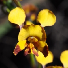 Diuris semilunulata (Late Leopard Orchid) at Paddys River, ACT - 28 Oct 2015 by KenT