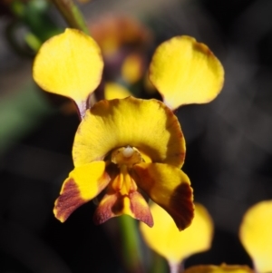 Diuris semilunulata at Paddys River, ACT - 28 Oct 2015