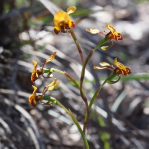 Diuris semilunulata at Paddys River, ACT - 28 Oct 2015