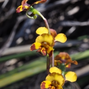 Diuris semilunulata at Paddys River, ACT - 28 Oct 2015