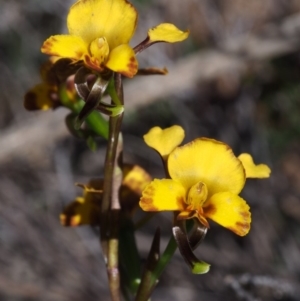 Diuris semilunulata at Paddys River, ACT - 28 Oct 2015