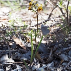 Diuris semilunulata at Paddys River, ACT - 28 Oct 2015