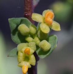 Pimelea pauciflora (Poison Rice Flower) at Namadgi National Park - 28 Oct 2015 by KenT