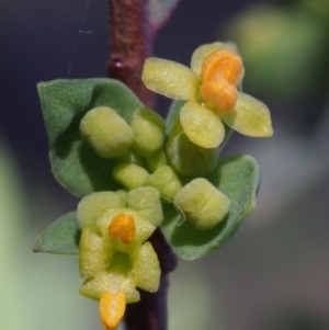 Pimelea pauciflora at Cotter River, ACT - 29 Oct 2015