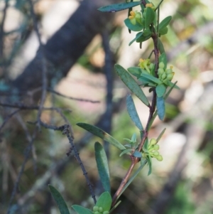 Pimelea pauciflora at Cotter River, ACT - 29 Oct 2015