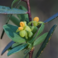 Pimelea pauciflora at Cotter River, ACT - 29 Oct 2015