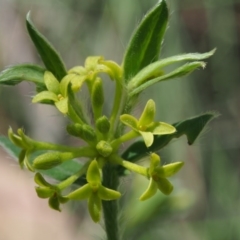 Pimelea curviflora var. acuta at Namadgi National Park - 29 Oct 2015 by KenT