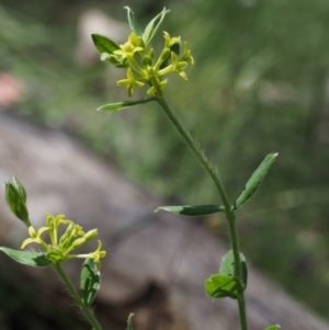 Pimelea curviflora var. acuta at Cotter River, ACT - 29 Oct 2015 12:41 PM