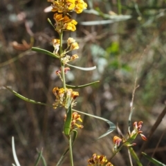Daviesia leptophylla (Slender Bitter Pea) at Cotter River, ACT - 28 Oct 2015 by KenT
