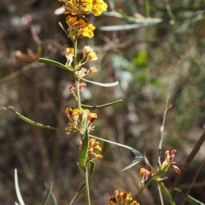 Daviesia leptophylla (Slender Bitter Pea) at Cotter River, ACT - 28 Oct 2015 by KenT