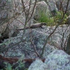 Egernia cunninghami (Cunningham's Skink) at Lake Bathurst, NSW - 10 Oct 2014 by AaronClausen