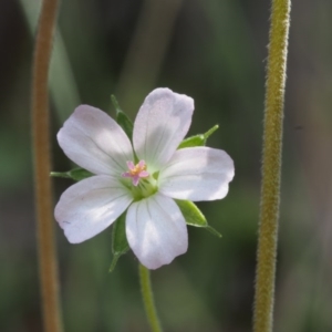 Geranium potentilloides at Cotter River, ACT - 29 Oct 2015