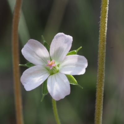 Geranium potentilloides (Soft Crane's-bill) at Cotter River, ACT - 29 Oct 2015 by KenT