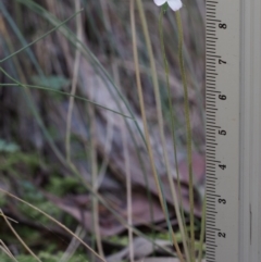 Geranium potentilloides at Cotter River, ACT - 29 Oct 2015