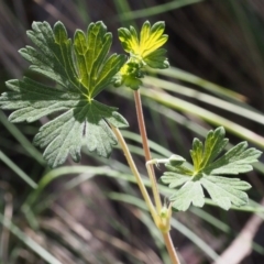 Geranium potentilloides at Cotter River, ACT - 29 Oct 2015