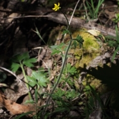 Ranunculus scapiger at Namadgi National Park - 29 Oct 2015 by KenT