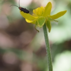 Ranunculus scapiger at Cotter River, ACT - 29 Oct 2015 11:18 AM