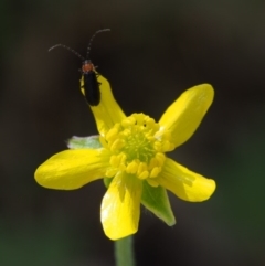 Ranunculus scapiger at Cotter River, ACT - 29 Oct 2015