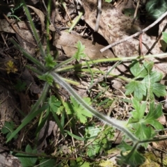 Ranunculus scapiger at Cotter River, ACT - 29 Oct 2015