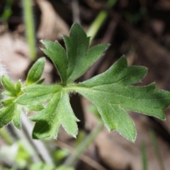 Ranunculus scapiger at Cotter River, ACT - 29 Oct 2015