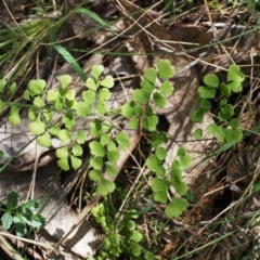 Adiantum aethiopicum (Common Maidenhair Fern) at Namadgi National Park - 29 Oct 2015 by KenT