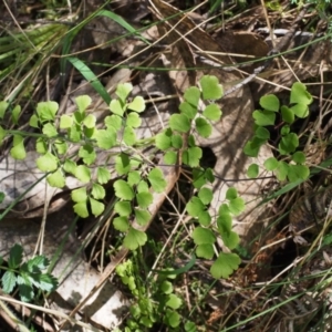 Adiantum aethiopicum at Cotter River, ACT - 29 Oct 2015