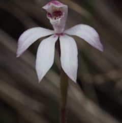 Caladenia alpina (Mountain Caps) at Namadgi National Park - 29 Oct 2015 by KenT