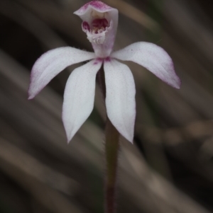 Caladenia alpina at Cotter River, ACT - 29 Oct 2015