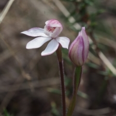 Caladenia alpina at Cotter River, ACT - 29 Oct 2015