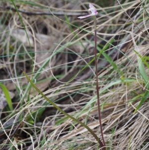 Caladenia alpina at Cotter River, ACT - 29 Oct 2015